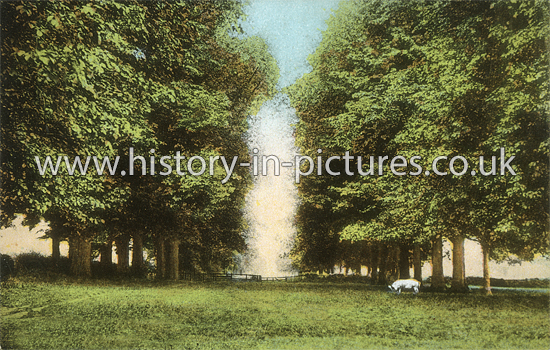 The Avenue, Greensted Hall, Greensted, Essex. c.1918